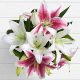 anniversary birthday bud form lilies present gift from Dera Ismail Khan Dera Ghazi Khan Peshawar Mardan to USA